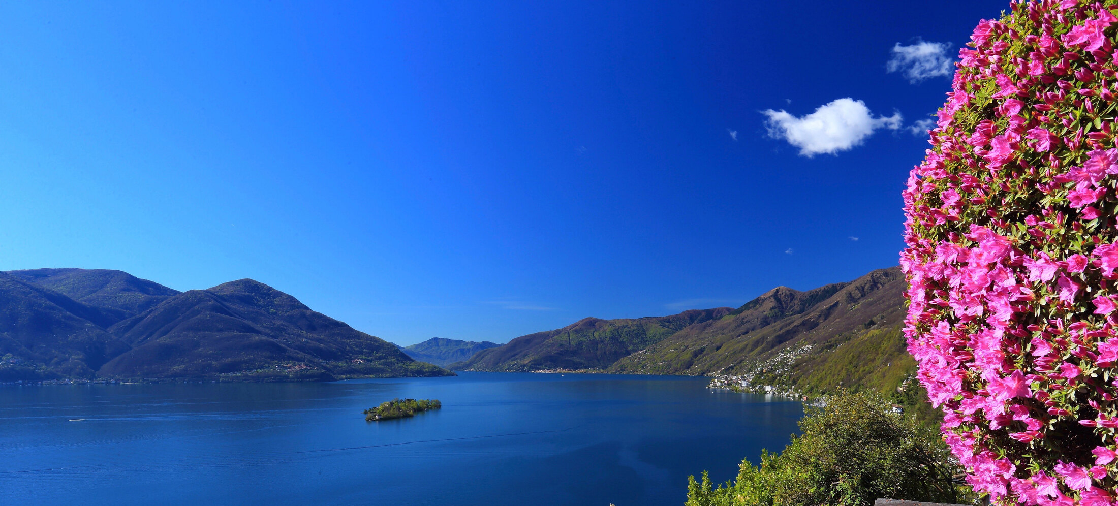 Wide view over Lago Maggiore with mountains and bright flowers in the foreground